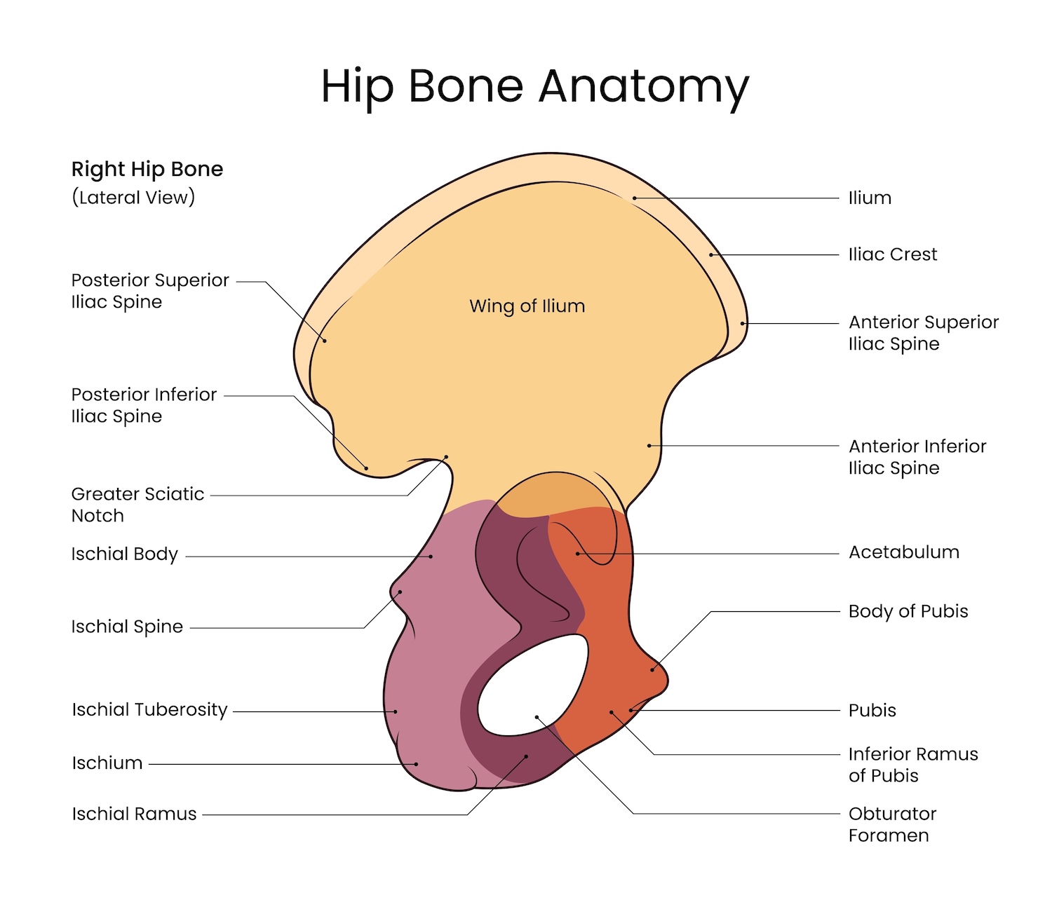 Hip bone anatomy